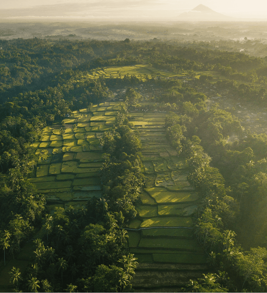 Atmosphärisches Hintergrundbild, Bild eines Waldes